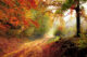 Test article for autumn category